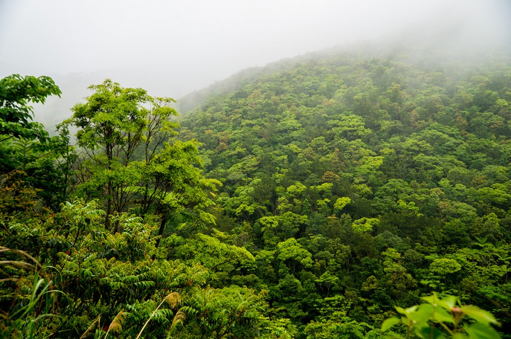 Verdure_k2_04_kunigami