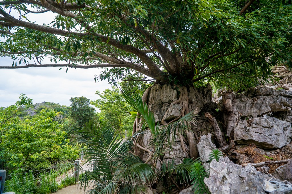 gajumaru_rock_kushimagayar