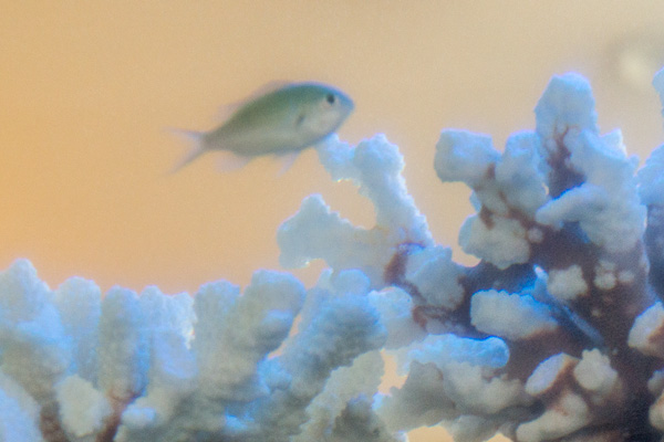 fish_natur