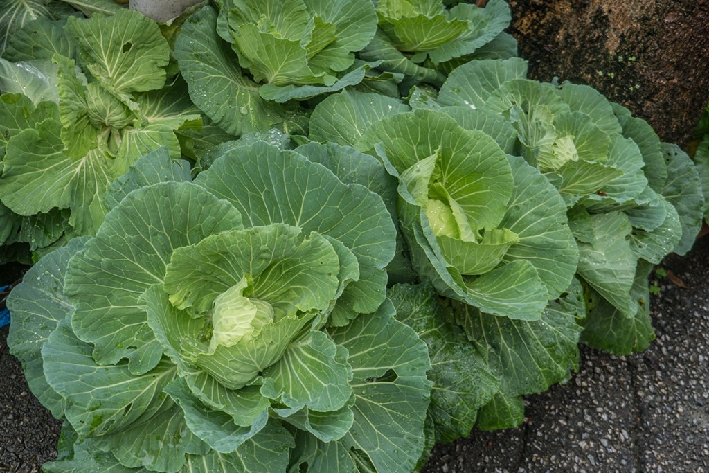 cabbage2_kaiyo