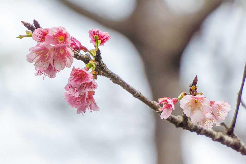 sakura04_motobu160107