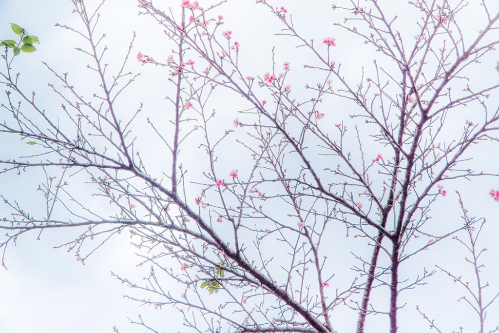 sakura05_motobu160107