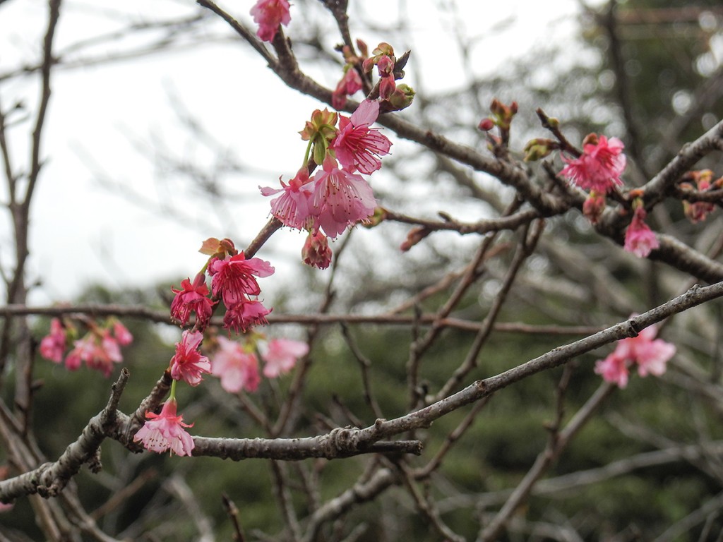 sakura4_hanamatsuri