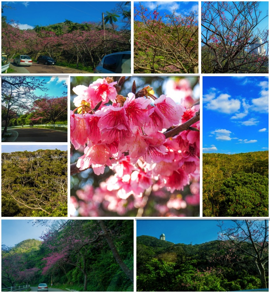 sakura_collage_160209yaedake