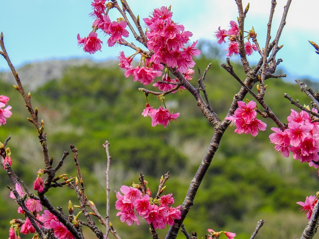 sakura02_uragushikumui160217