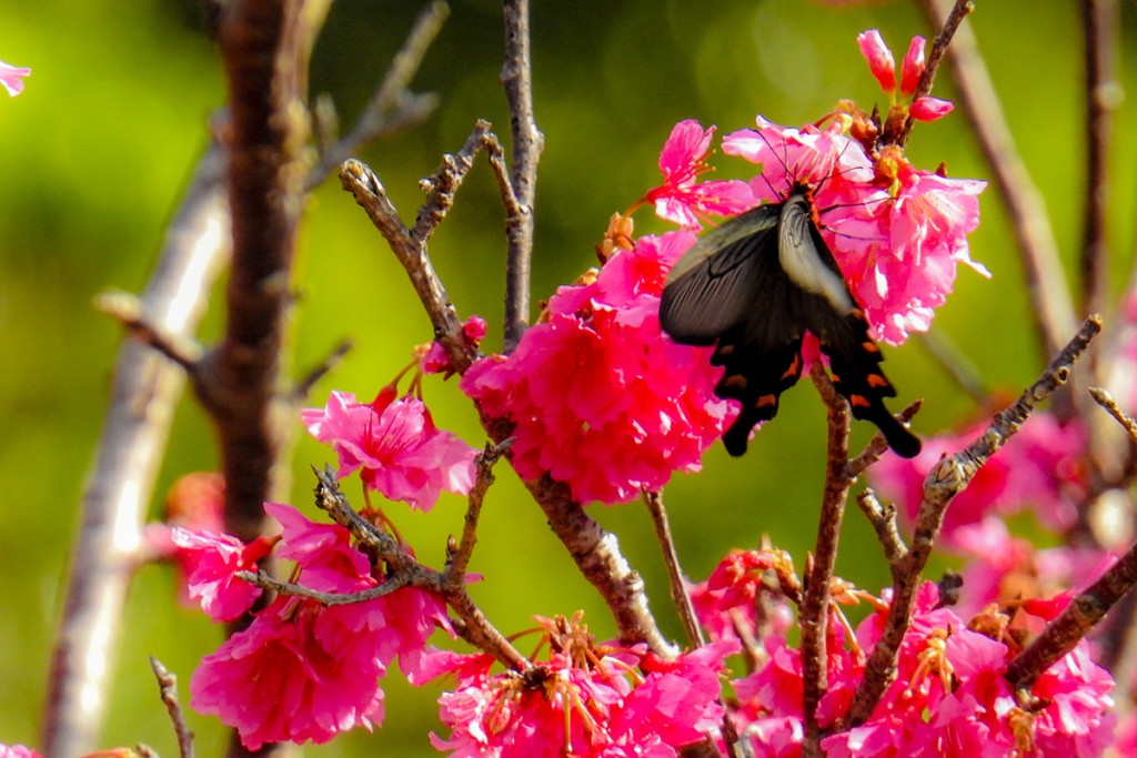 sakura07butterfly_uragushikumui160217