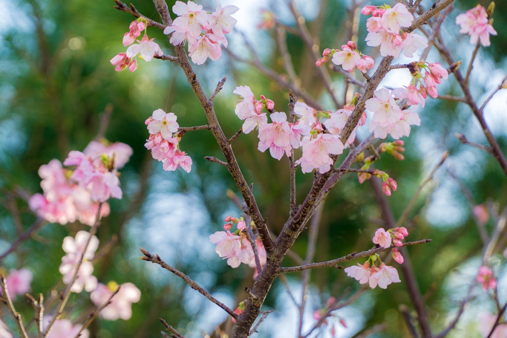 sakura_nakijin_42_160217