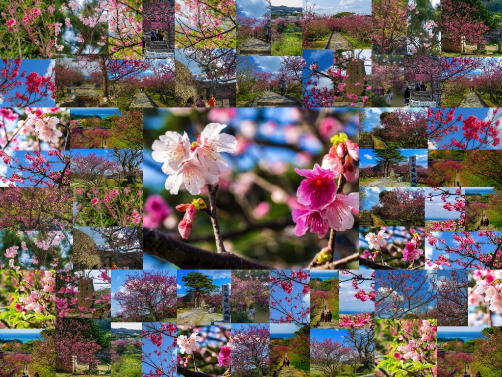 sakura_nakijin_collage_160217