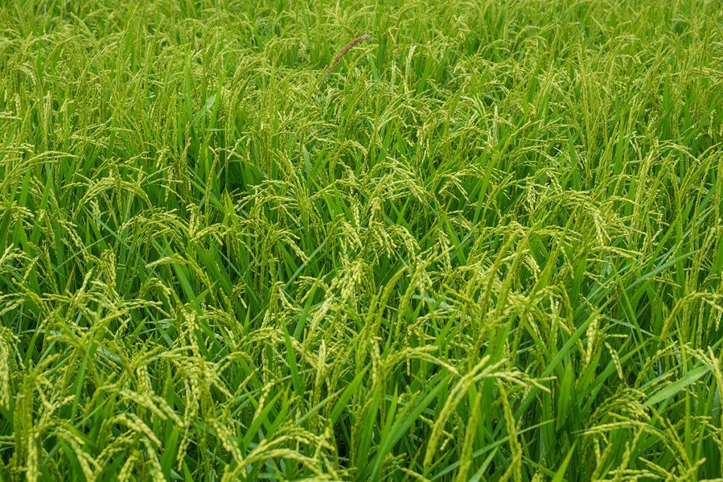 ricefield2_izena_izena