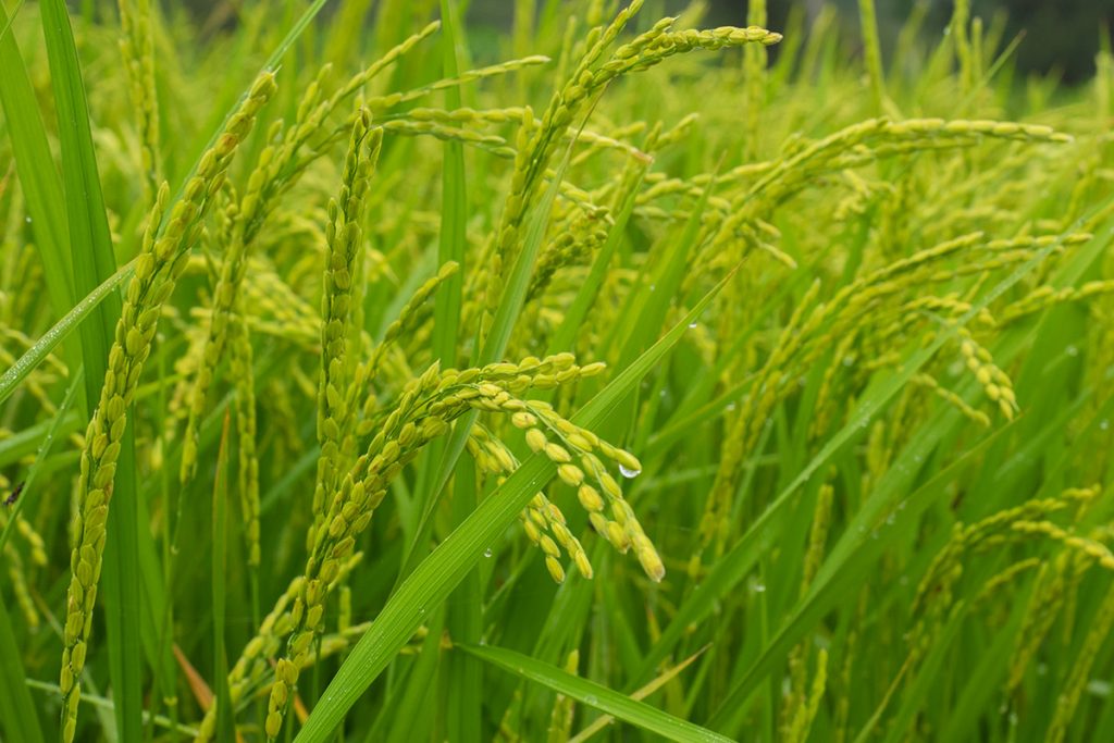 ricefield3_izena_izena