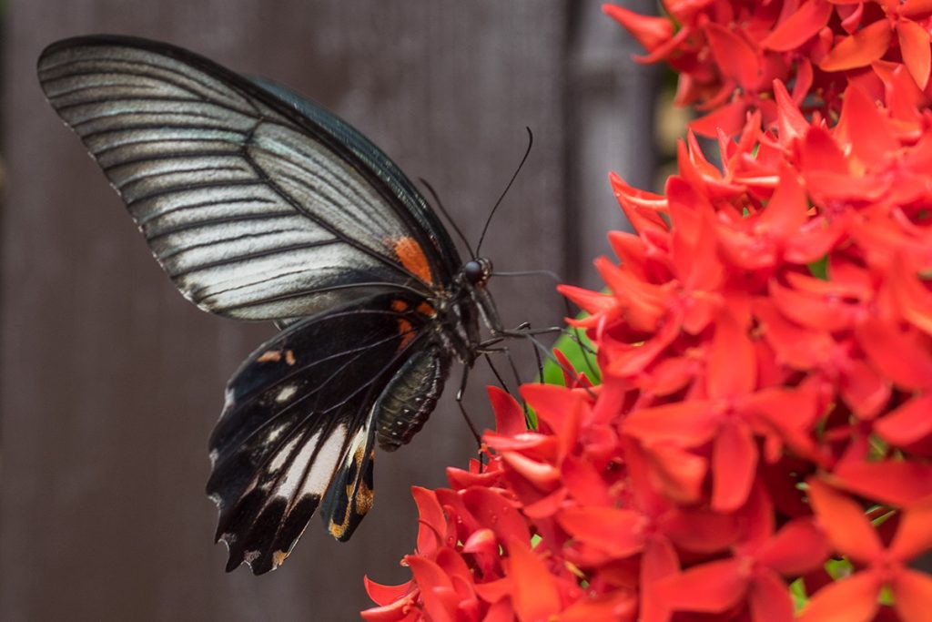 butterfly4_nagasakiageha_160708