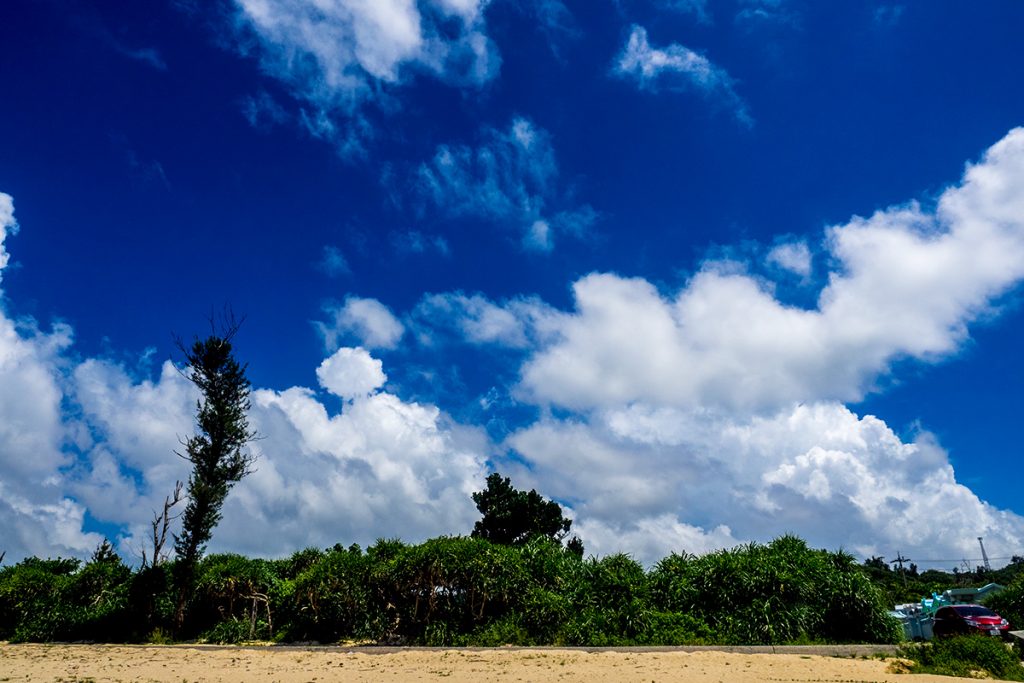 tree2_onthebeach_cafe