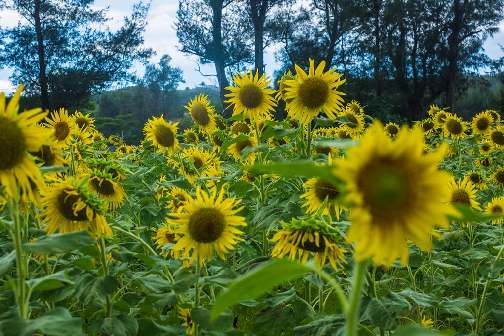 sunflower02_tema_160902