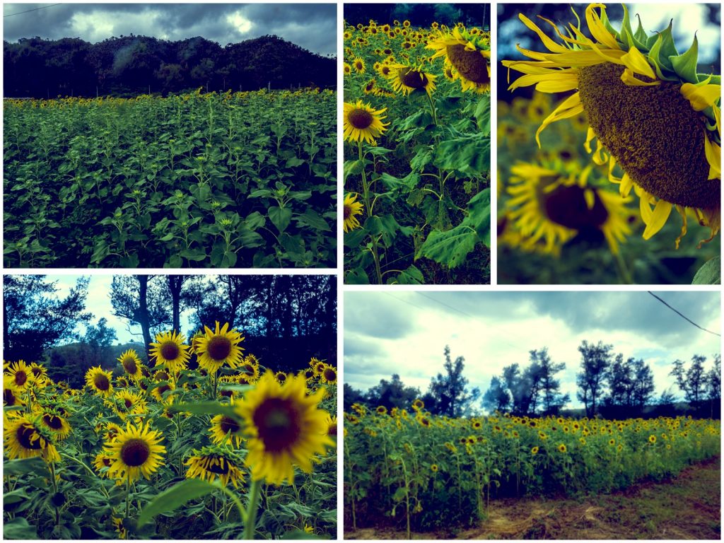 sunflower_collage_tema_160902