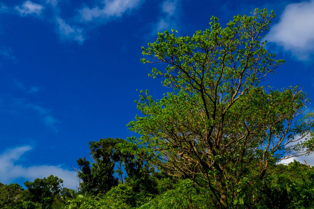 uragushiku_tree3_160920