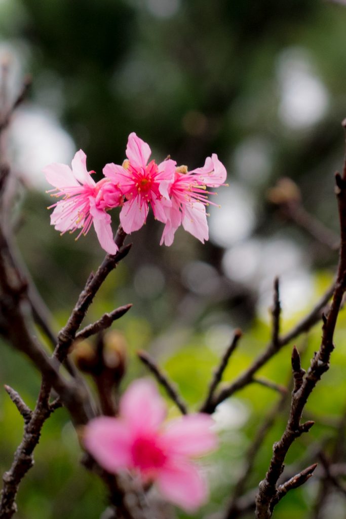 sakura_cityhall_170124