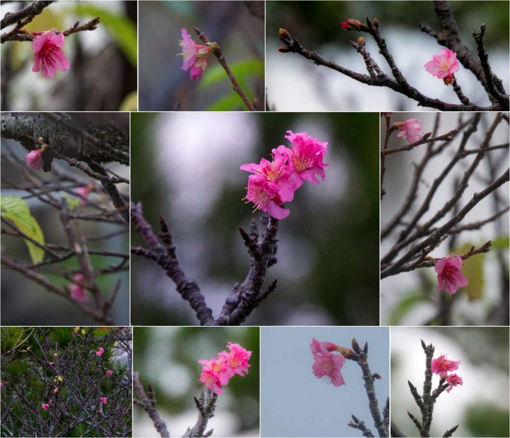 sakura_collage_170104