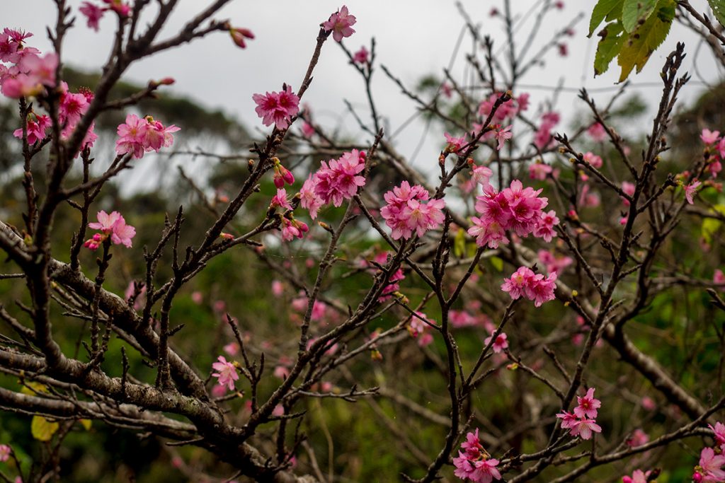 sakura_motobu170110