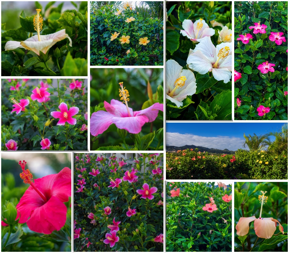 hybiscus_collage_gusuku