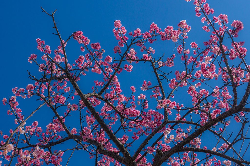 sakura04_170219