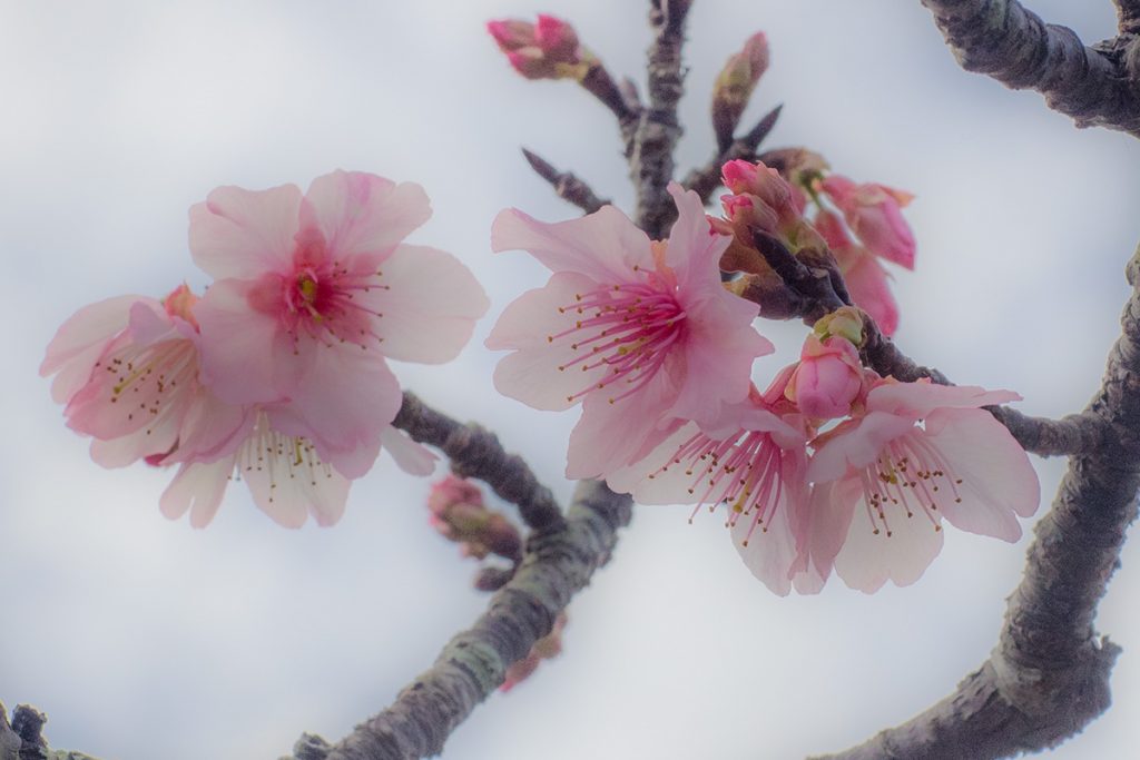 sakura07_nakijincastle170129