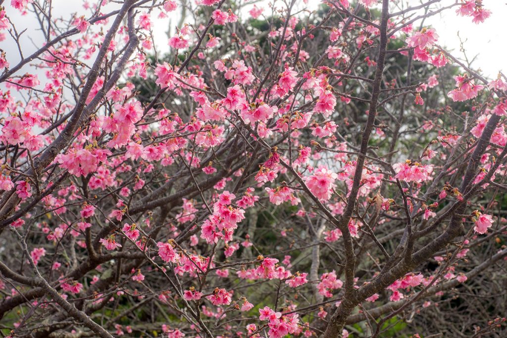 sakura08_nakijincastle170129