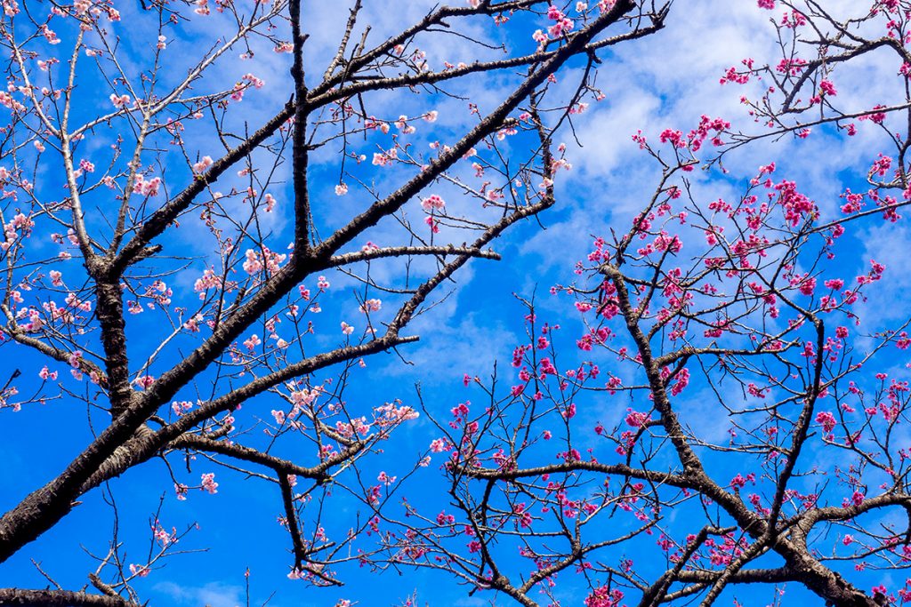 sakura14_yaedake170128