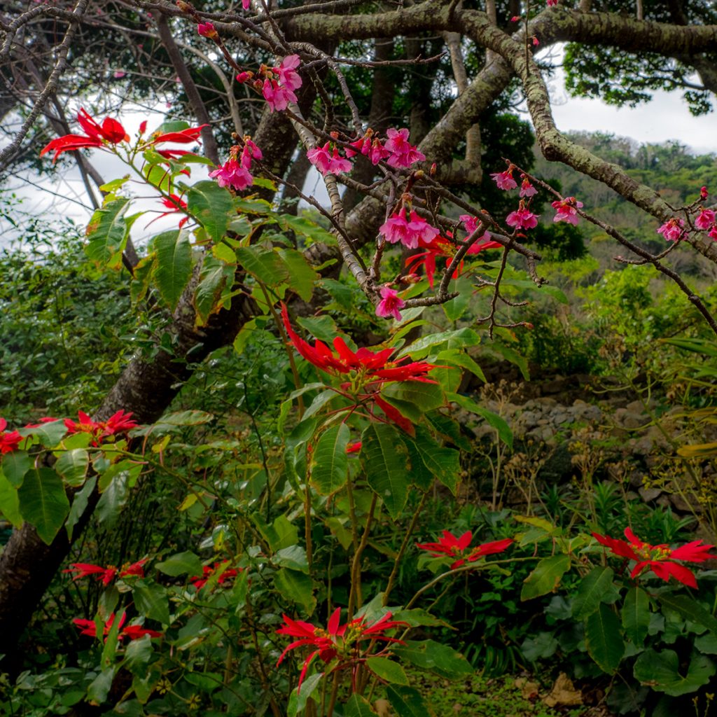 sakura25poinsettia_nakijincastle170129