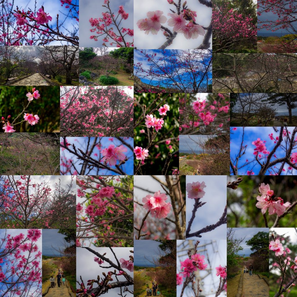 sakura_collage_nakijincastle170129