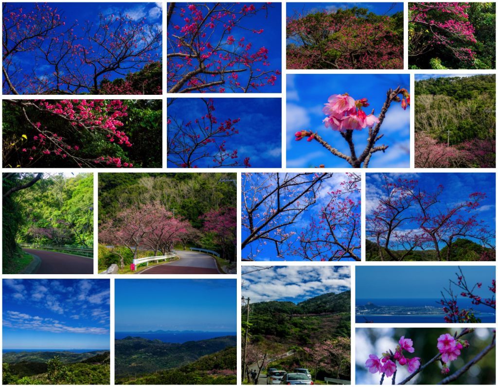 sakura_collage_yaedake170128