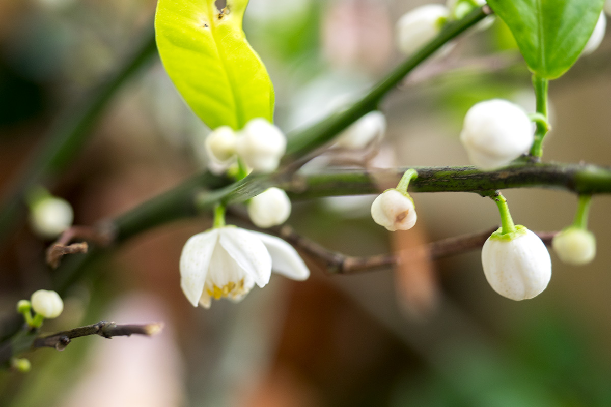 シークワーサーの花と実の赤ん坊 おきぐる Okinawa Guru Guru