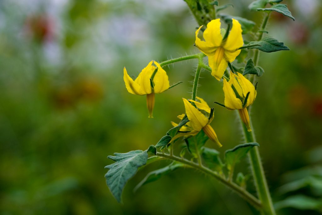 tomato03fl_maeda170422