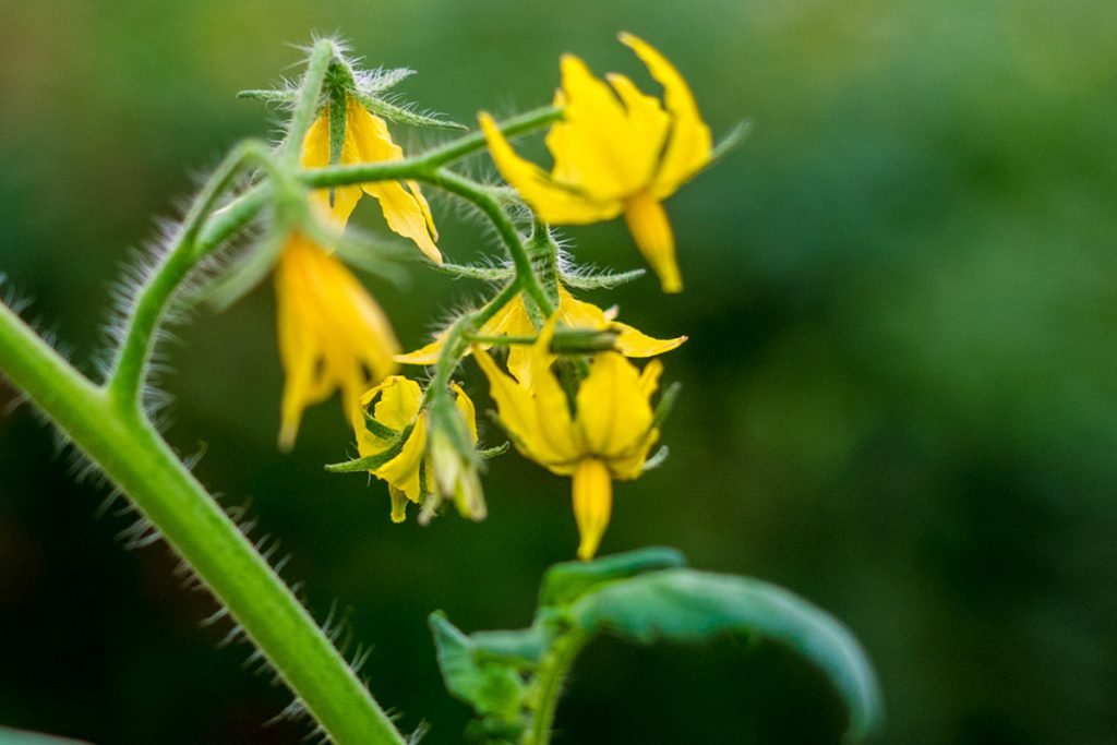 tomato04fl_maeda170422