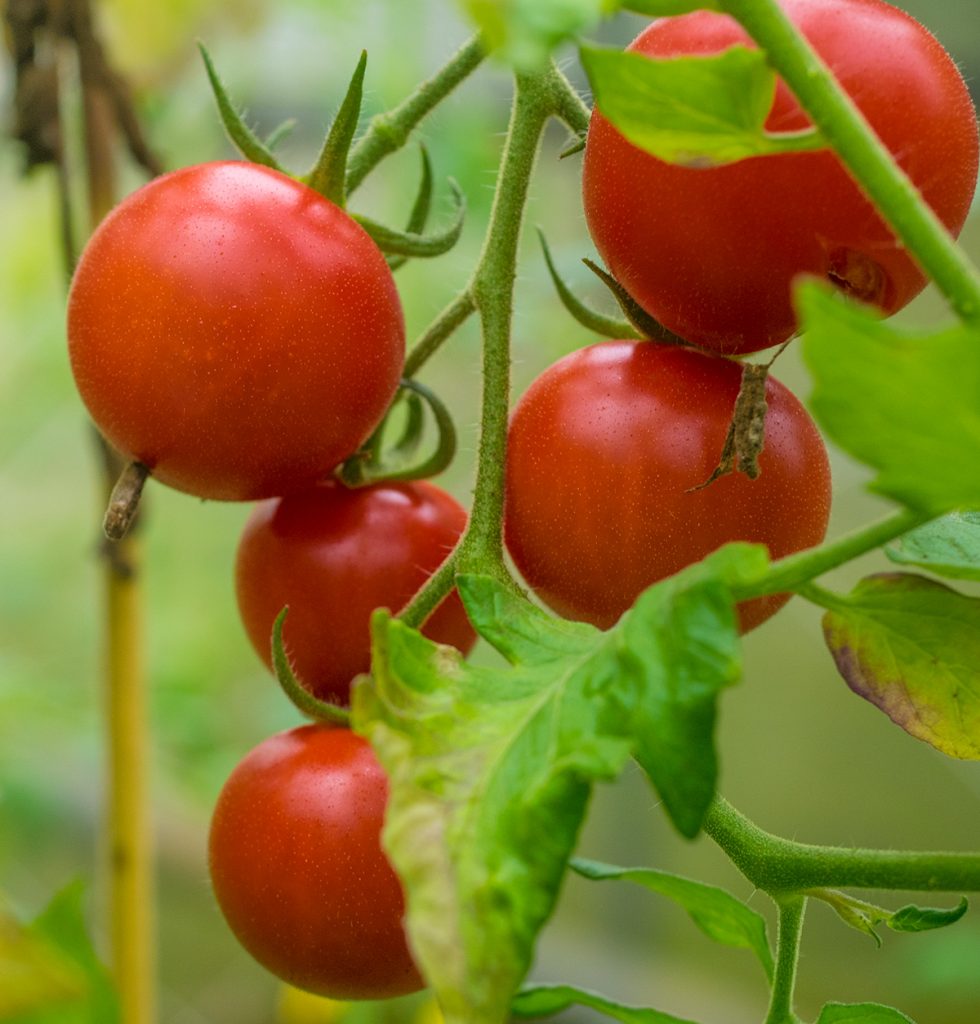 tomato11_maeda170422